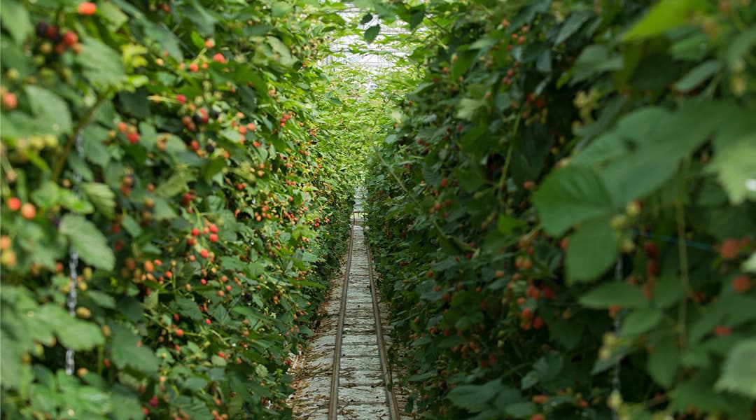 Bosch Growers