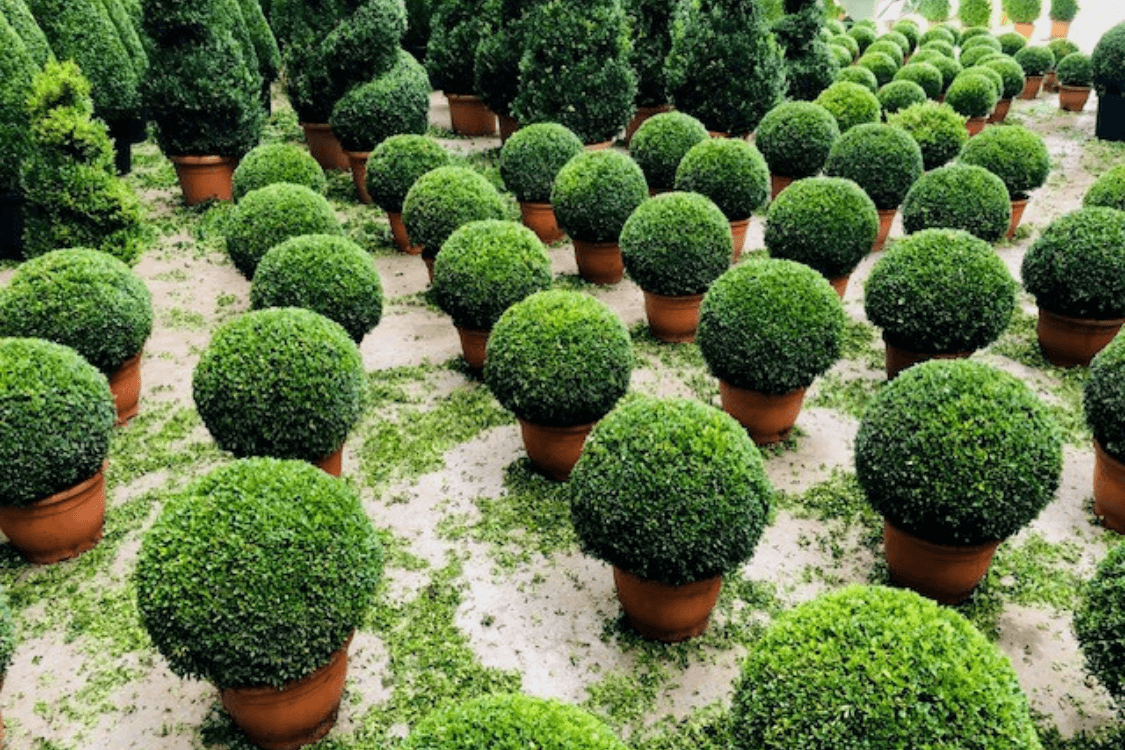 tonTon Buxus