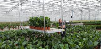 Forever Plants